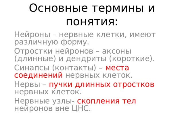 Основные термины и понятия: Нейроны – нервные клетки, имеют различную форму. Отростки нейронов – аксоны (длинные) и дендриты (короткие). Синапсы (контакты) – места соединений нервных клеток. Нервы – пучки длинных отростков нервных клеток. Нервные узлы- скопления тел нейронов вне ЦНС. 