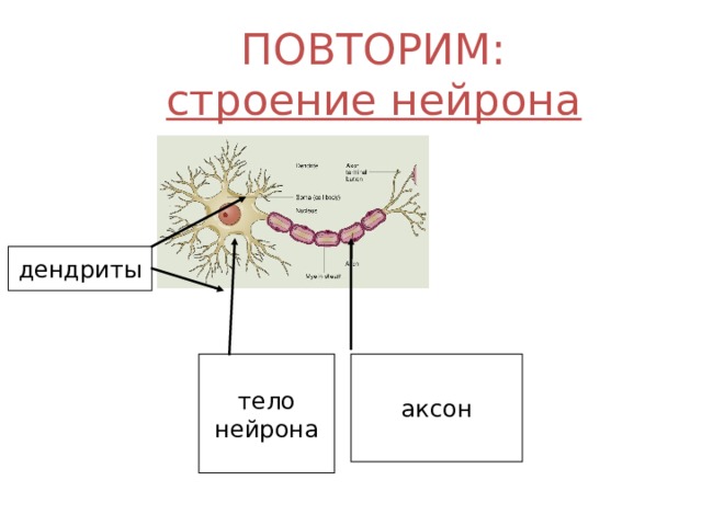 ПОВТОРИМ:  строение нейрона дендриты тело нейрона аксон 