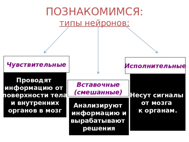 ПОЗНАКОМИМСЯ:  типы нейронов: Чувствительные Исполнительные Проводят информацию от поверхности тела и внутренних органов в мозг Несут сигналы от мозга к органам. Вставочные (смешанные) Анализируют информацию и вырабатывают решения 