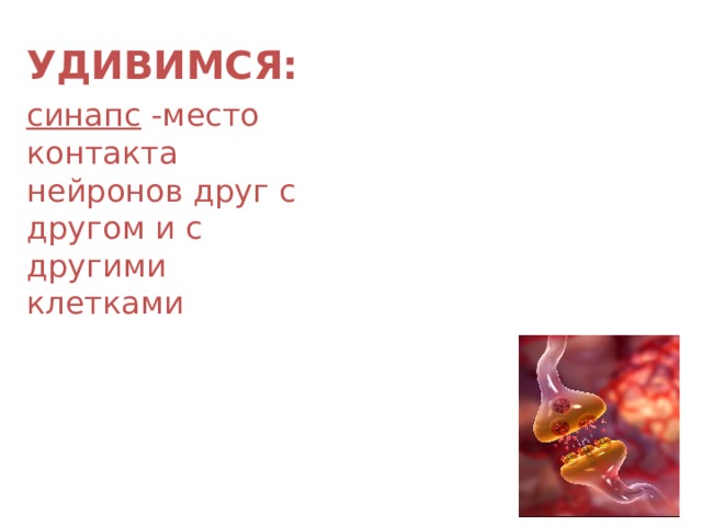 УДИВИМСЯ: синапс -место контакта нейронов друг с другом и с другими клетками 