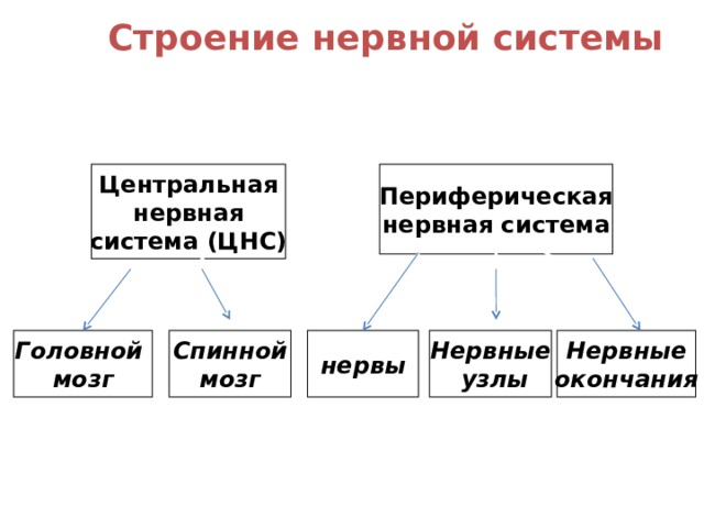 Строение нервной системы Нервная система Периферическая нервная система Центральная нервная система (ЦНС) нервы Нервные  узлы Нервные окончания Спинной мозг Головной мозг 