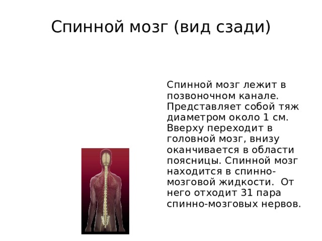 Спинной мозг (вид сзади) Спинной мозг лежит в позвоночном канале. Представляет собой тяж диаметром около 1 см. Вверху переходит в головной мозг, внизу оканчивается в области поясницы. Спинной мозг находится в спинно-мозговой жидкости. От него отходит 31 пара спинно-мозговых нервов. 