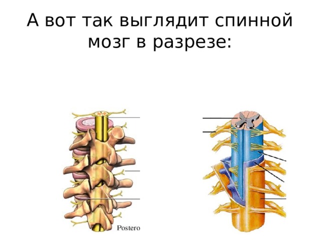 А вот так выглядит спинной мозг в разрезе: 