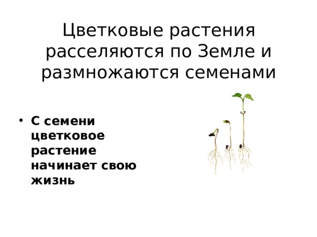 Цветковые растения расселяются по Земле и размножаются семенами С семени цветковое растение начинает свою жизнь 