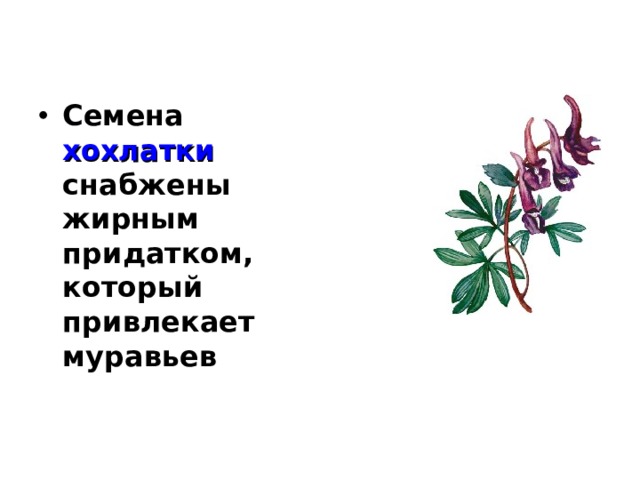 Семена хохлатки снабжены жирным придатком, который привлекает муравьев 