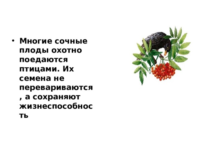 Многие сочные плоды охотно поедаются птицами. Их семена не перевариваются, а сохраняют жизнеспособность 
