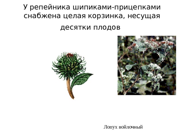 У репейника шипиками-прицепками снабжена целая корзинка, несущая десятки плодов  Лопух войлочный 