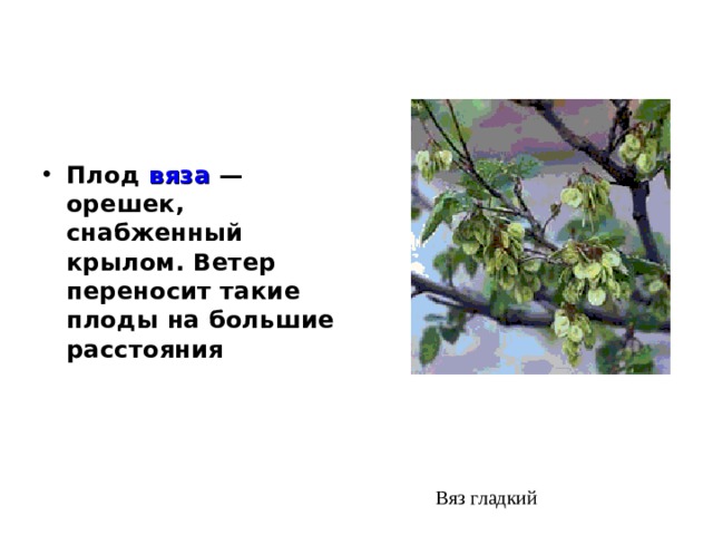 Плод вяза — орешек, снабженный крылом. Ветер переносит такие плоды на большие расстояния Вяз гладкий 
