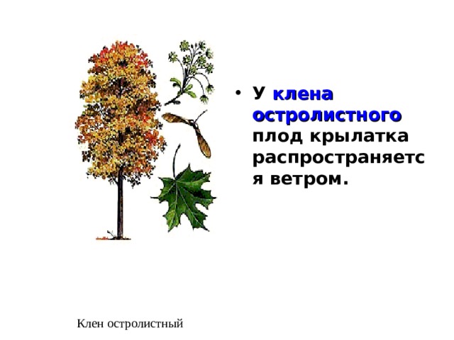 У клена остролистного плод крылатка распространяется ветром. Клен остролистный 