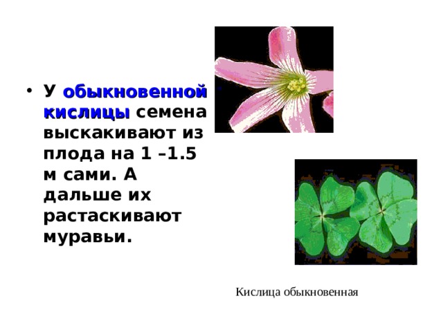 У обыкновенной кислицы семена выскакивают из плода на 1 –1.5 м сами. А дальше их растаскивают муравьи. Кислица обыкновенная 