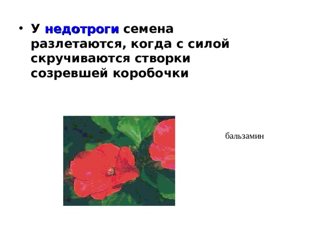 У недотроги семена разлетаются, когда с силой скручиваются створки созревшей коробочки бальзамин 