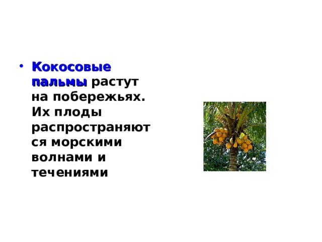 Кокосовые пальмы растут на побережьях. Их плоды распространяются морскими волнами и течениями 