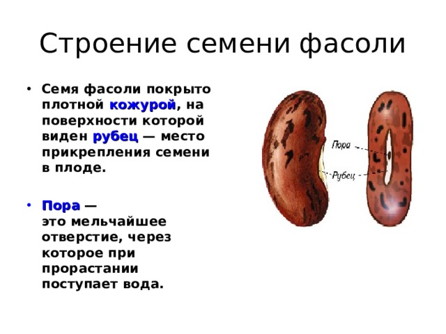 Строение семени фасоли Семя фасоли покрыто плотной кожурой , на поверхности которой виден рубец — место прикрепления семени в плоде.  Пора — это мельчайшее отверстие, через которое при прорастании поступает вода. 