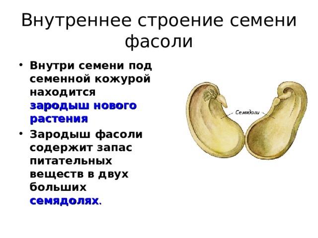 Внутреннее строение семени фасоли Внутри семени под семенной кожурой находится зародыш нового растения Зародыш фасоли содержит запас питательных веществ в двух больших семядолях .  