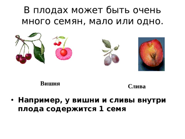 В плодах может быть очень много семян, мало или одно. Вишня Слива Например, у вишни и сливы внутри плода содержится 1 семя 