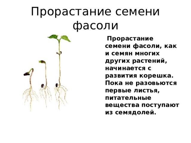 Прорастание семени фасоли  Прорастание семени фасоли, как и семян многих других растений, начинается с развития корешка. Пока не разовьются первые листья, питательные вещества поступают из семядолей. 
