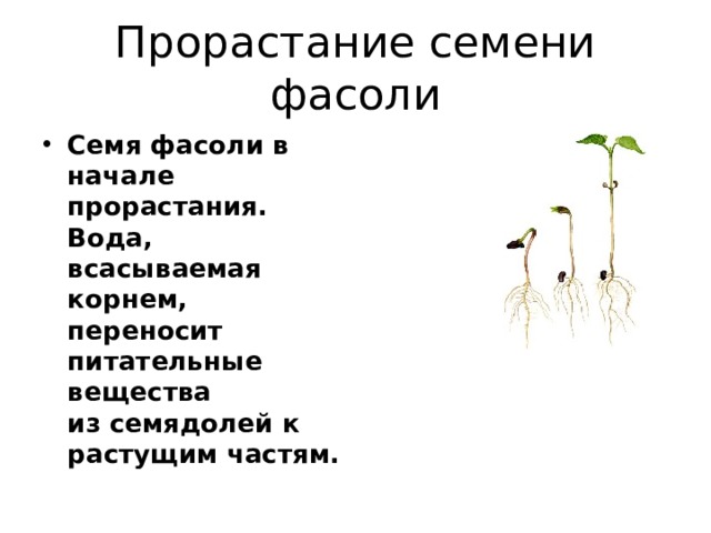 Прорастание семени фасоли Семя фасоли в начале прорастания. Вода, всасываемая корнем, переносит питательные вещества из семядолей к растущим частям. 