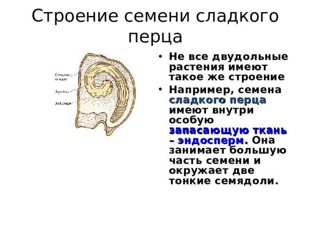 Строение семени сладкого перца Не все двудольные растения имеют такое же строение Например, семена сладкого перца имеют внутри особую запасающую ткань – эндосперм. Она занимает большую часть семени и окружает две тонкие семядоли. 