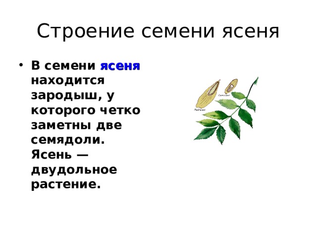 Строение семени ясеня В семени ясеня находится зародыш, у которого четко заметны две семядоли. Ясень —двудольное растение. 