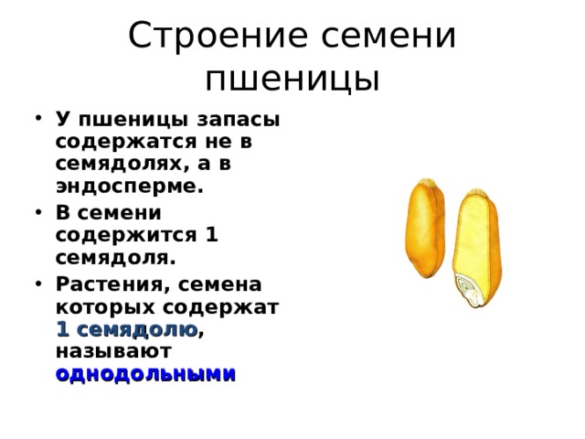 Строение семени пшеницы У пшеницы запасы содержатся не в семядолях, а в эндосперме. В семени содержится 1 семядоля. Растения, семена которых содержат 1 семядолю , называют однодольными  