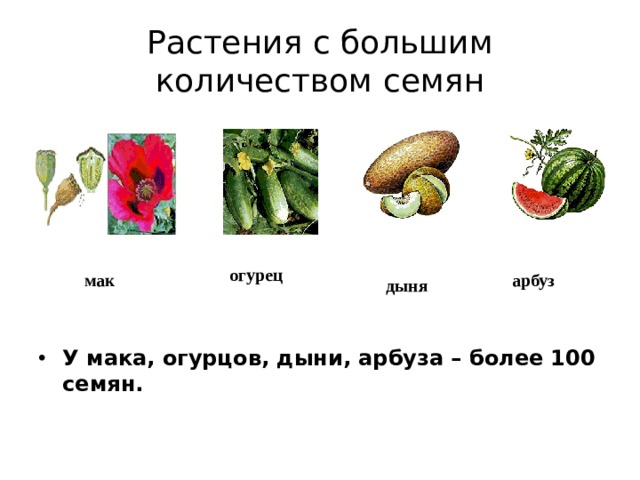 Растения с большим количеством семян огурец арбуз мак дыня У мака, огурцов, дыни, арбуза – более 100 семян. 