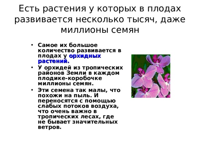 Есть растения у которых в плодах развивается несколько тысяч, даже миллионы семян Самое их большое количество развивается в плодах у орхидных растений. У орхидей из тропических районов Земли в каждом плодике-коробочке миллионы семян. Эти семена так малы, что похожи на пыль. И переносятся с помощью слабых потоков воздуха, что очень важно в тропических лесах, где не бывает значительных ветров. 