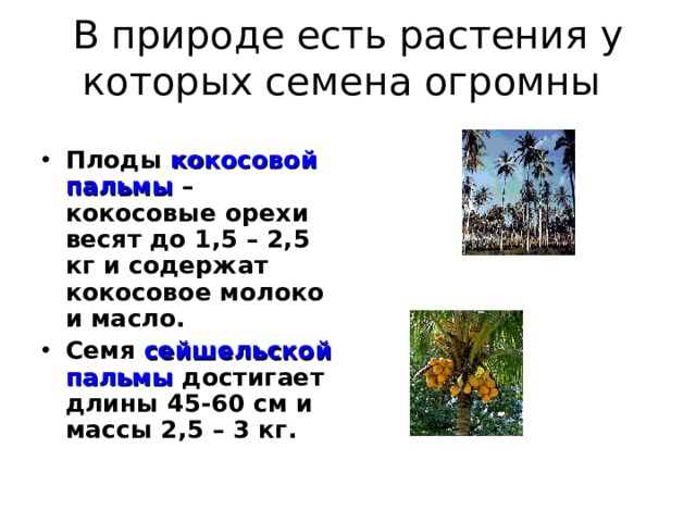 В природе есть растения у которых семена огромны Плоды кокосовой пальмы – кокосовые орехи весят до 1,5 – 2,5 кг и содержат кокосовое молоко и масло. Семя сейшельской пальмы достигает длины 45-60 см и массы 2,5 – 3 кг. 