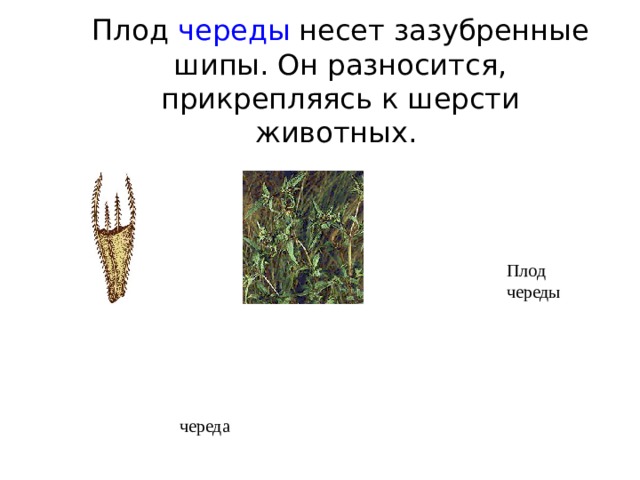Плод череды несет зазубренные шипы. Он разносится, прикрепляясь к шерсти животных.   Плод череды череда 