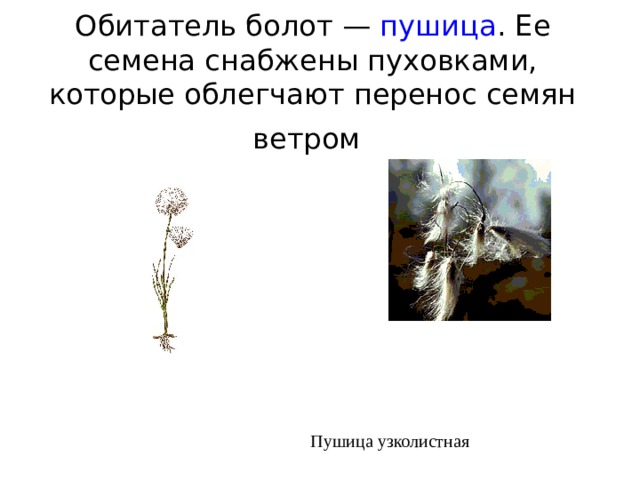 Обитатель болот — пушица . Ее семена снабжены пуховками, которые облегчают перенос семян ветром  Пушица узколистная 