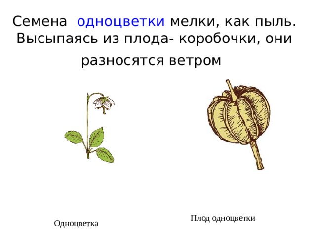 Семена  одноцветки мелки, как пыль. Высыпаясь из плода- коробочки, они разносятся ветром  Плод одноцветки Одноцветка 