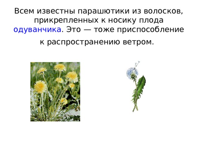 Всем известны парашютики из волосков, прикрепленных к носику плода одуванчика . Это — тоже приспособление к распространению ветром.  