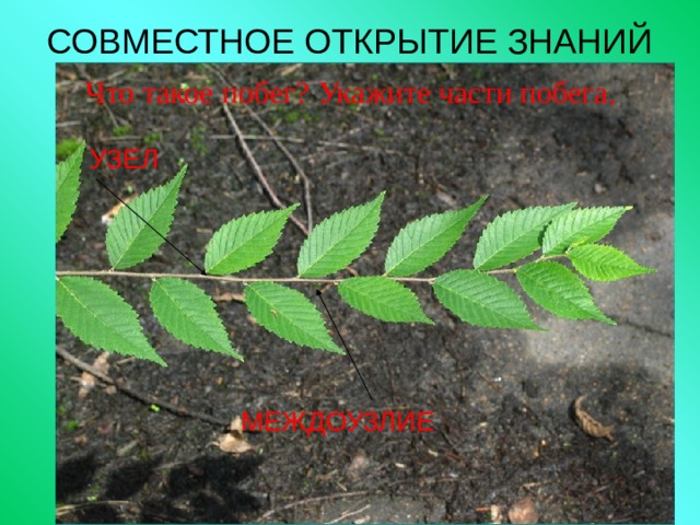 СОВМЕСТНОЕ ОТКРЫТИЕ ЗНАНИЙ Что такое побег? Укажите части побега .  УЗЕЛ МЕЖДОУЗЛИЕ 