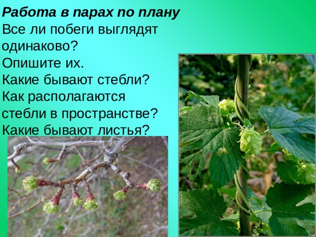 Работа в парах по плану Все ли побеги выглядят одинаково? Опишите их. Какие бывают стебли? Как располагаются стебли в пространстве? Какие бывают листья? 