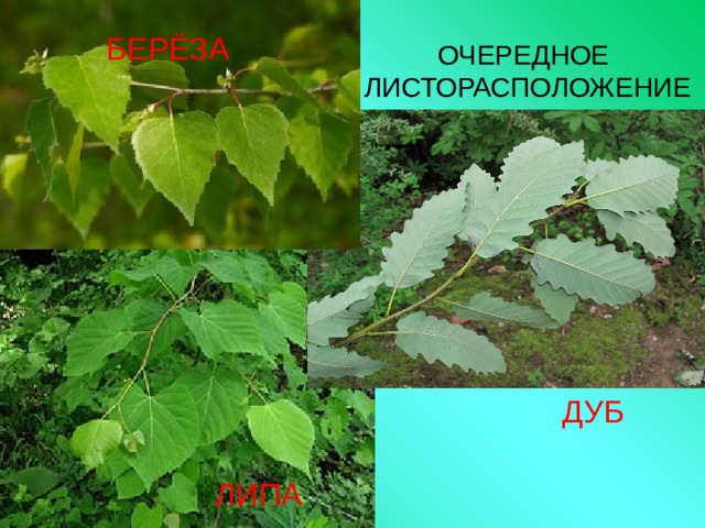 БЕРЁЗА ОЧЕРЕДНОЕ  ЛИСТОРАСПОЛОЖЕНИЕ ДУБ ЛИПА 