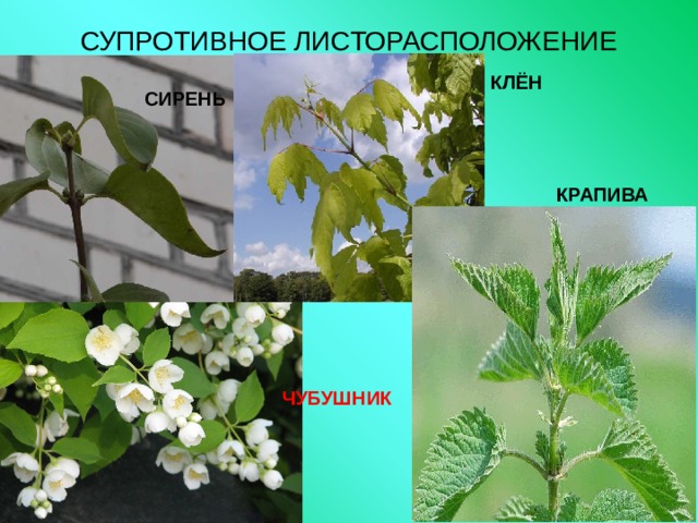 СУПРОТИВНОЕ ЛИСТОРАСПОЛОЖЕНИЕ КЛЁН СИРЕНЬ КРАПИВА ЧУБУШНИК 