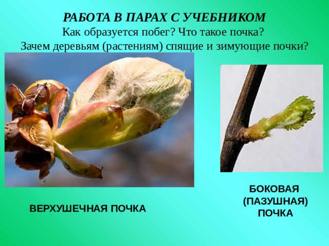 РАБОТА В ПАРАХ С УЧЕБНИКОМ  Как образуется побег? Что такое почка?  Зачем деревьям (растениям) спящие и зимующие почки? БОКОВАЯ (ПАЗУШНАЯ) ПОЧКА ВЕРХУШЕЧНАЯ ПОЧКА 