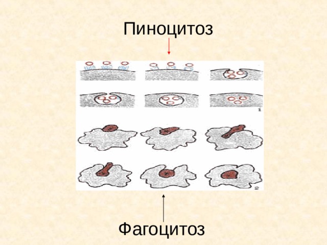 Пиноцитоз Фагоцитоз  