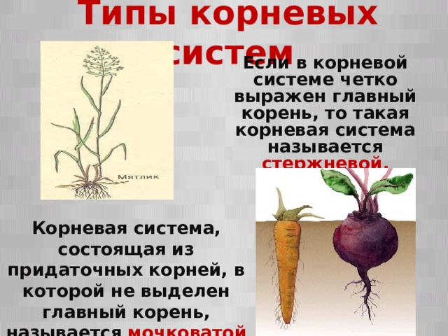 Типы корневых систем Если в корневой системе четко выражен главный корень, то такая корневая система называется стержневой. Корневая система, состоящая из придаточных корней, в которой не выделен главный корень, называется мочковатой  
