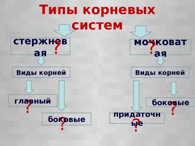 Типы корневых систем ? ? стержневая мочковатая Виды корней Виды корней ? главный ? боковые ? ? придаточные боковые  