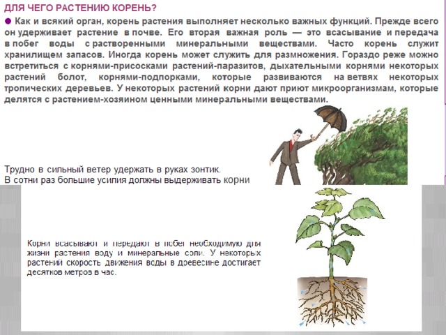 корни  