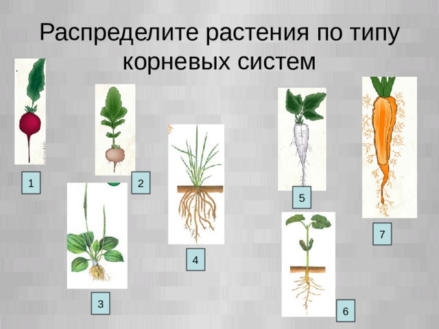 Распределите растения по типу корневых систем 2 1 5 7 4 3 6  