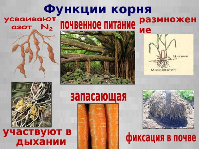 Функции корня размножение  