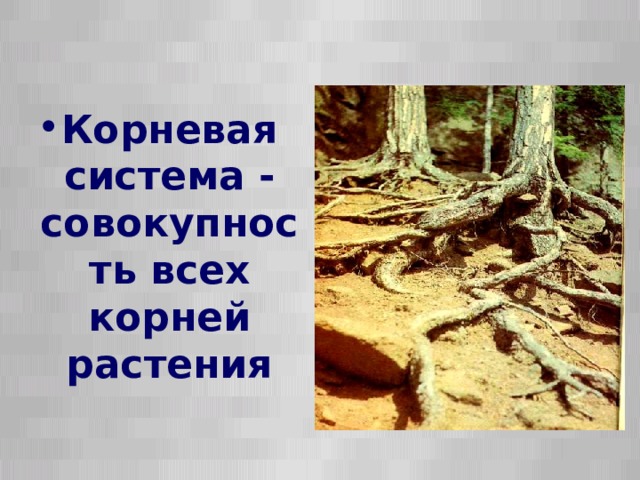 Корневая система - совокупность всех корней растения  