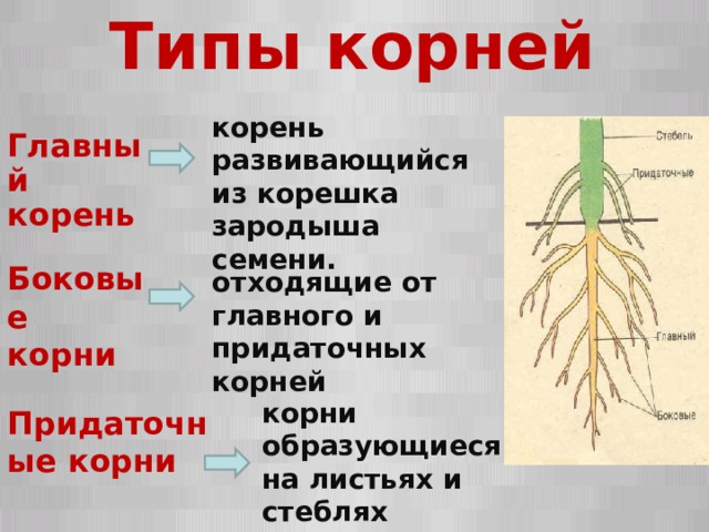 Типы корней корень развивающийся из корешка зародыша семени. Главный корень Боковые корни отходящие от главного и придаточных корней корни образующиеся на листьях и стеблях Придаточные корни  