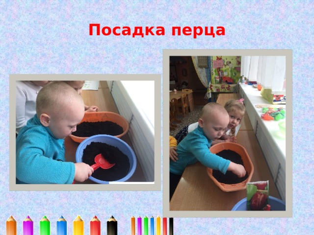 Посадка перца 