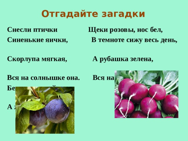Отгадайте загадки Снесли птички  Щеки розовы, нос бел, Синенькие яички, В темноте сижу весь день, Скорлупа мягкая, А рубашка зелена, Вся на солнышке она. Вся на солнышке она. Белок сладкий, А желток костяной.  