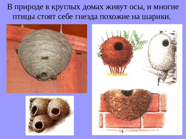 В природе в круглых домах живут осы, и многие птицы стоят себе гнезда похожие на шарики. 