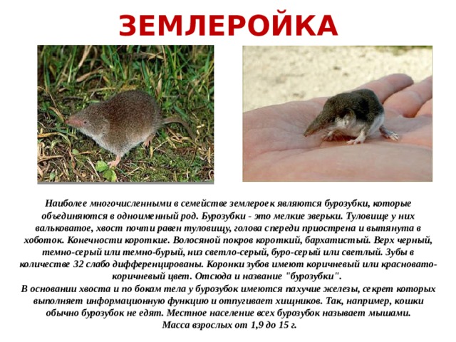 ЗЕМЛЕРОЙКА Наиболее многочисленными в семействе землероек являются бурозубки, которые объединяются в одноименный род. Бурозубки - это мелкие зверьки. Туловище у них вальковатое, хвост почти равен туловищу, голова спереди приострена и вытянута в хоботок. Конечности короткие. Волосяной покров короткий, бархатистый. Верх черный, темно-серый или темно-бурый, низ светло-серый, буро-серый или светлый. Зубы в количестве 32 слабо дифференцированы. Коронки зубов имеют коричневый или красновато-коричневый цвет. Отсюда и название 