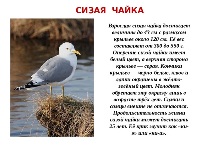  СИЗАЯ ЧАЙКА Взрослая сизая чайка достигает величины до 43 см с размахом крыльев около 120 см. Её вес составляет от 300 до 550 г. Оперение сизой чайки имеет белый цвет, а верхняя сторона крыльев — серая. Кончики крыльев — чёрно-белые, клюв и лапки окрашены в жёлто-зелёный цвет. Молодняк обретает эту окраску лишь в возрасте трёх лет. Самки и самцы внешне не отличаются. Продолжительность жизни сизой чайки может достигать 25 лет. Её крик звучит как «ки-э» или «ки-а». 