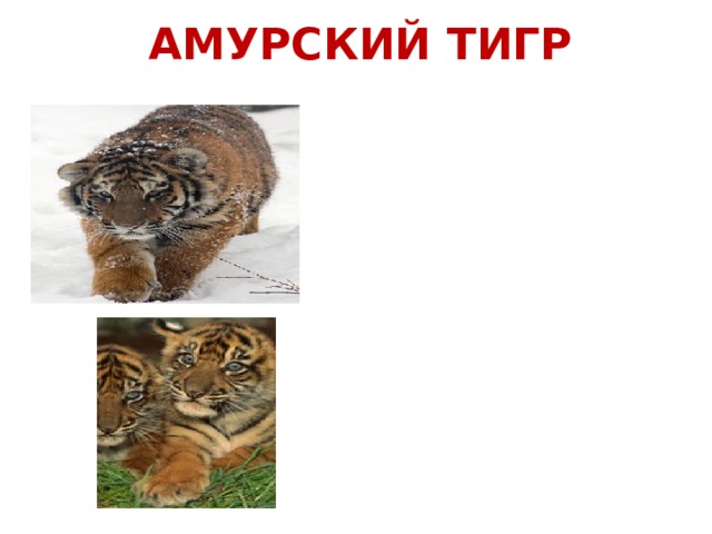 АМУРСКИЙ ТИГР  Амурский тигр - обитатель хвойно-широколиственных и широколиственных лесов умеренных широт Cредней Азии, которые сохранились сейчас лишь на Дальнем Востоке России и в небольшом количестве на территории соседних государств. Этим лесам свойственно очень высокое биологическое разнообразие с сочетанием южных и северных видов, что обеспечивает возможность существования здесь тигра, занимающего самую вершину трофической пирамиды. Тигр охотится на копытных животных - изюбря, пятнистого оленя, косулю, кабана. Для благополучного существования одного тигра необходимо порядка 50-70 копытных. При недостатке этих животных в природе тигры могут нападать на домашний скот и собак. Но среди амурских тигров, в отличие от индийских, никогда не встречается специализированных людоедов. Вероятность трагического исхода столкновений амурского тигра и человека составляет сотые доли процента. Вставка рисунка 